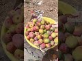 Fairu bhai Tumkur 🥭🥭mango top maal vip MAAL BADAM RASPURI SINDURA APUS🥭🥭CONTACT NUMBER 9964721434