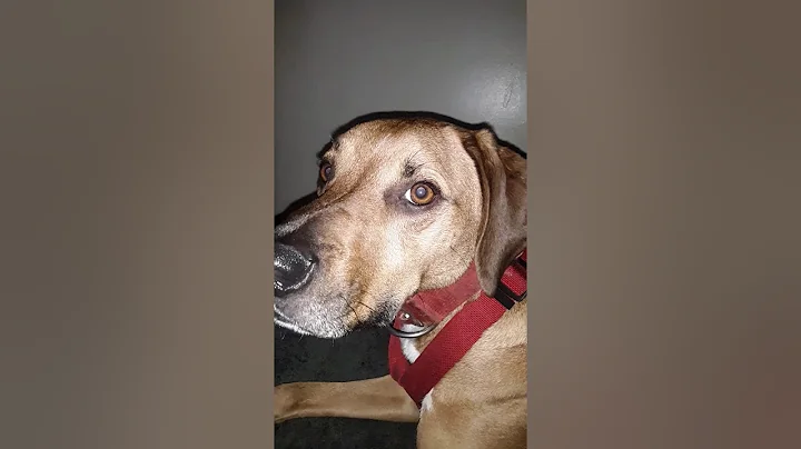 Hunter's Intervention Therapy #1