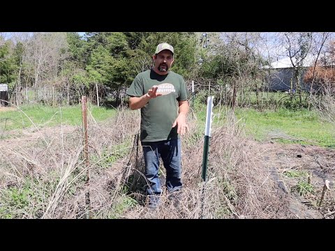 NEVER pull a Garden Weed AGAIN!  This ONE THING makes it possible!