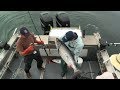 Alaska salmon  halibut