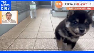 走り方がステップみたい！すくすく成長中の子犬【Nスタ】｜TBS NEWS DIG