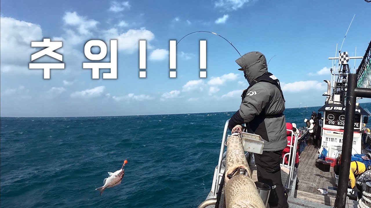 추워도 여서도 참돔은 나온다. #참돔타이라바 #타이라바  #tairubber ##완도 #Red seabream #킹메이커호