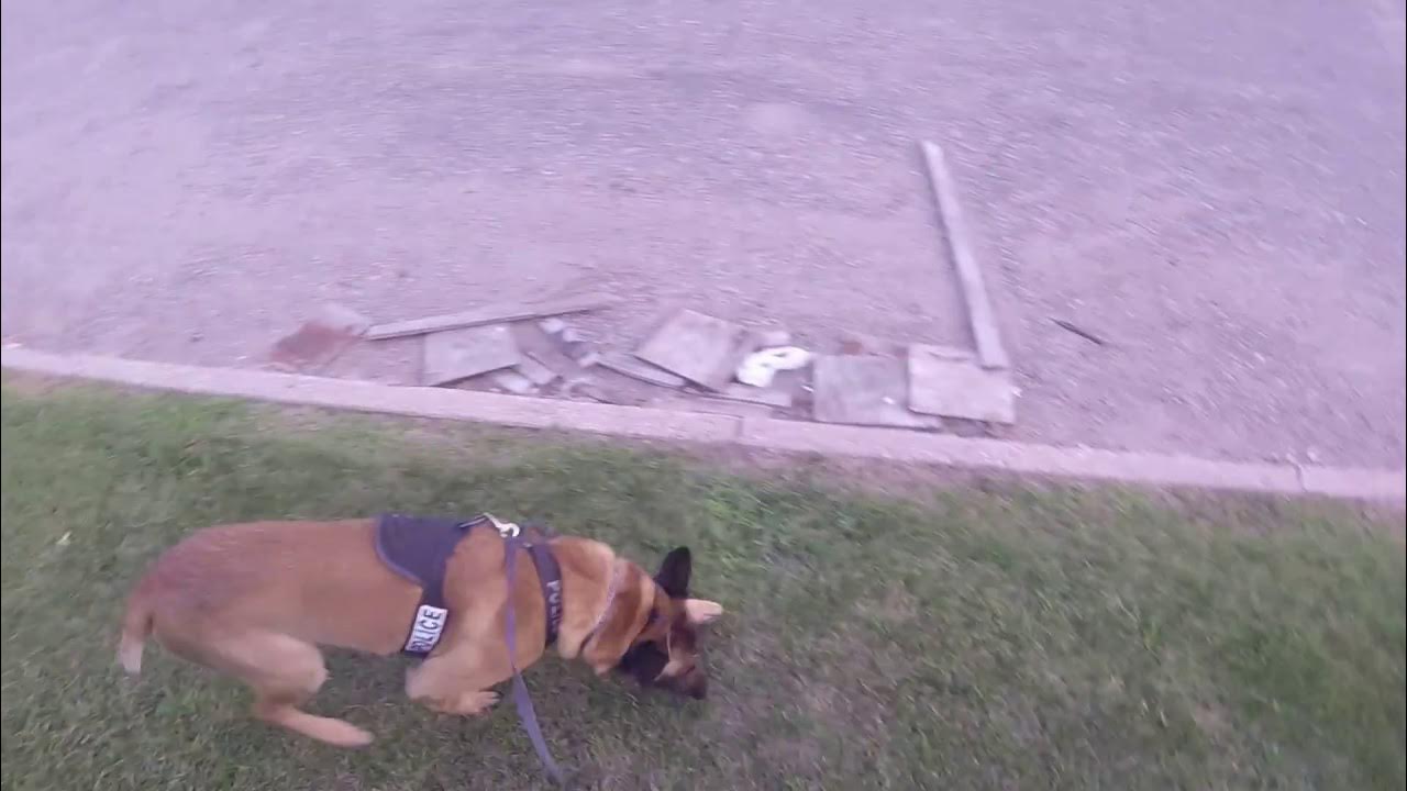 Police K9 Tracking Video YouTube
