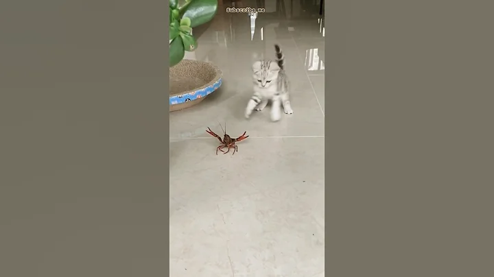 Watch the video about Follow me if you love cat 😺🐈 | cat videos #cat #cute