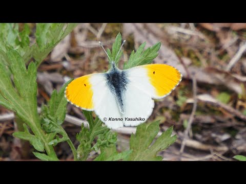 クモマツマキチョウ「♂20」「♀10」palpal hqdefault.jpg