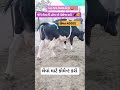 આ ગાય વેચવાની છે