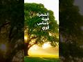 طاقة 2026 صفية طاهر اكسبلور خلق الواقع تحفيز الهام تطوير الذات الوعي