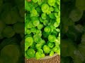 penny wort plant #shot #plane