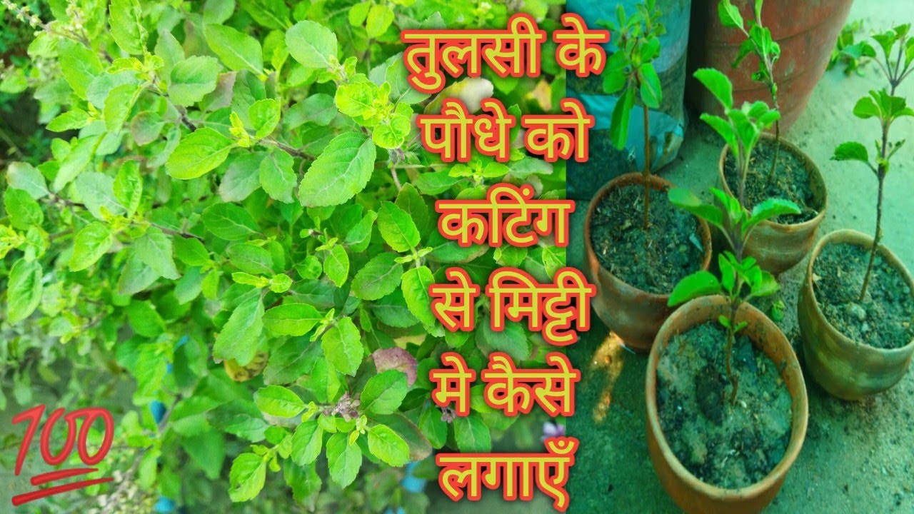 How to grow tulsi plant from cutting तुलसी को कटिंग से कैसे लगाएं