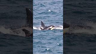 169S Orca At Orca Watch 2025