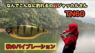 【ジャッカル】なんでこんな釣れるん?!?!バイブレーションといえばTN!! 【秋　バス釣り】#ジャッカル　#TN