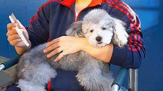 🐶今日も元気にいってらっしゃい。犬とのんびり日向ぼっこ。【トイプードルのグリィ】【犬】【dog】【toy poodle】