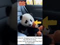 I found an abandoned panda cub in the bamboo grove. How pitiful it is! I took it home. #panda