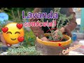 Story time Lavanda‼ mágica y medicinal 🧘‍♀️🌷🙌