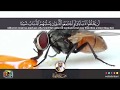 يا أيها الناس ضرب مثل فاستمعوا له مقطع من سورة الحج عبدالولي الاركاني ABDULWALI ALARKANI 