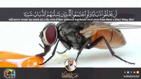 | يا أيها الناس ضرب مثل فاستمعوا له.. | مقطع من سورة #الحج | #عبدالولي_الاركاني ABDULWALI ALARKANI
