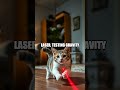 Tofu the Snickerdoodle Cat A Day as a Curious King of Coziness