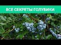 ГОЛУБИКА В САДУ - ЭТО МОДНО, СТИЛЬНО, НО ГЛАВНОЕ - ВКУСНО! Все секреты выращивания голубики