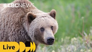 B.c. Officials Provide Update As Bella Coola Reels Following Grizzly Attack