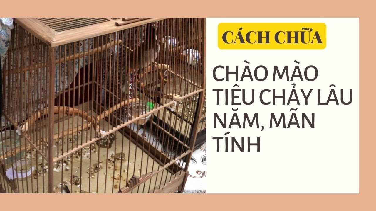 CÁCH CHỮA CHÀO MÀO TIÊU CHẢY LÂU NĂM, MÃN TÍNH