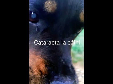 Video: Deplasarea Ochilor La Câini