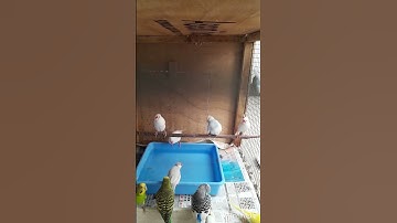 Goldiyan Finch bird Vs Java FinchTaking Bath In Summer. Summer Care Bird .....