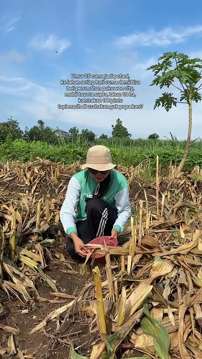 Semua masih di usahakan gpp kan?  #butani #paktani #petani #petanicantik #petanimuda #petanimil