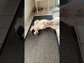 Fighting Killer Dog fighting a bone #dog #doglover #dogshorts #hundeliebe #Hund #hundeausbildung