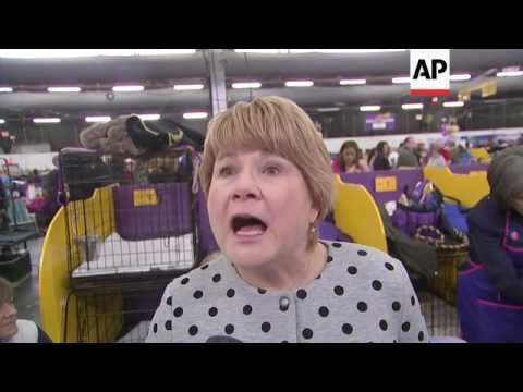 Video: Perro De Los Antiguos Aztecas New Kid In Town En Westminster Dog Show