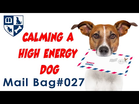 Dunbar Mailbag #27 - Calming Down a High Energy Dog