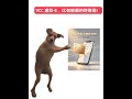 广告账户频频被封？试试这张 VCC Ad accounts keep getting banned? Try this VCC