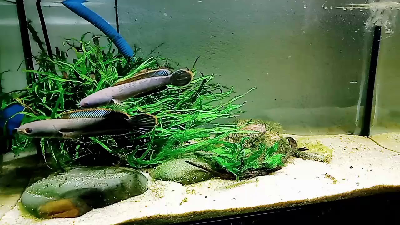 Channa Limbata Wild Caught Malaysian Native Dwarf Snakehead Youtube