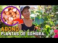 El Mejor ABONO Casero Para PLANTAS DE SOMBRA - como ABONAR plantas de SOMBRA con cascara de HUEVO