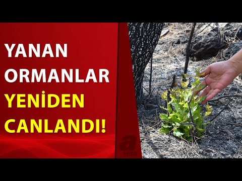 Marmaris ve Datça'da