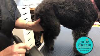 How to Fluff Dry Poodle coats straight