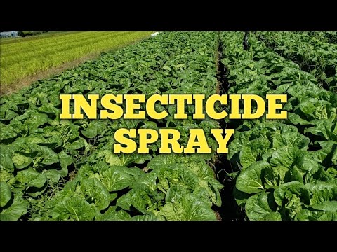 Video: Paggamot sa Turnip Downy Mildew: Alamin Kung Paano Pamahalaan ang Downy Mildew Sa Turnips