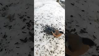 Bullfinch vs. Titmouse: The ULTIMATE Backyard Showdown!