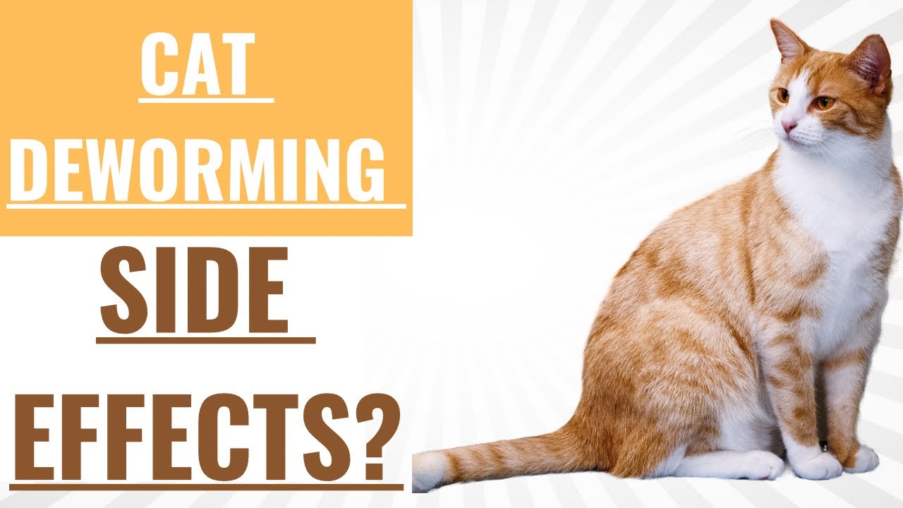 Persian Cat deworming YouTube