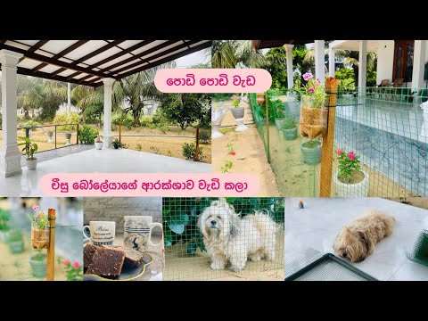 පොඩි පොඩි වැඩ🏡චීසු බෝලේයාගේ ආරක්ශාව වැඩි කලා🐶❤️