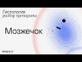 МОЗЖЕЧОК | Разбор гистологического препарата