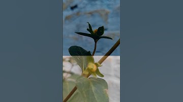 Cinematic dark capcut colur grading #colurgrading #editingtutorial