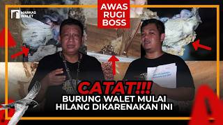 Download lagu ❗❗❗ THIS IS WHY SWIFTLET NEST PRICES CAN DROP