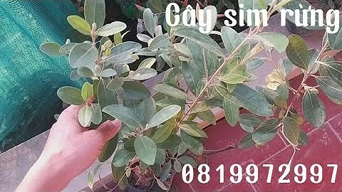 Bán cây sim rừng thuần chậu loại giống cao 50-70 cm ra tết ra hoa/0819972997