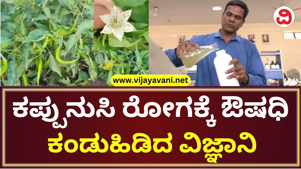 Bagalkot Scientist Invents Pesticide For Chilli-ಮೆಣಸಿನಕಾಯಿ ಕಪ್ಪುನುಸಿ ರೋಗಕ್ಕೆ ಔಷಧಿ ಕಂಡುಹಿಡಿದ ವಿಜ್ಞಾನಿ