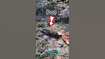 Fossil hunting and finding POO!! #florida #funny #dad  #peaceriver #fossil #fossilhunting #poop #fyp