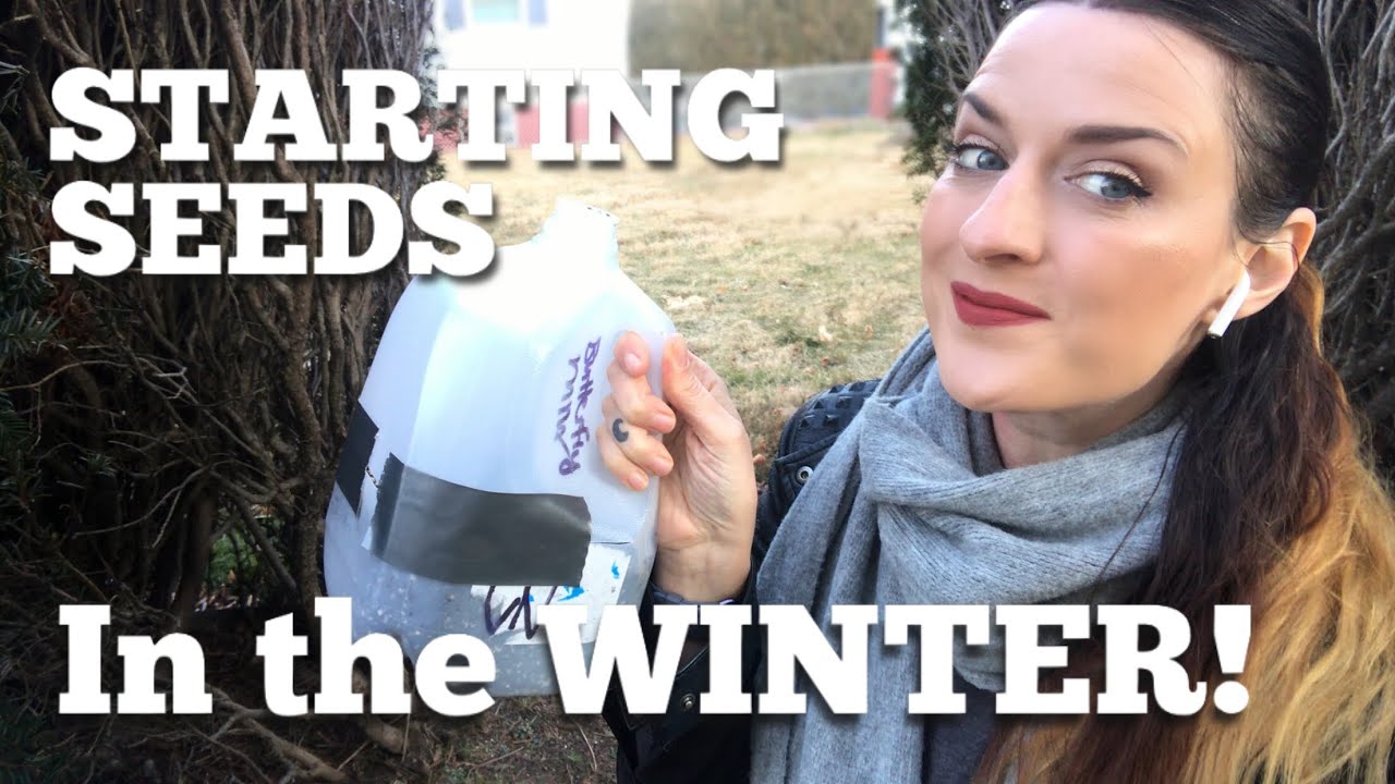 how-to-winter-sow-seeds-in-milk-jugs-cold-stratification-youtube