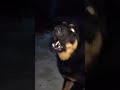 Gaddi Dog! Guarding at Night! #shorts #shortvideo
