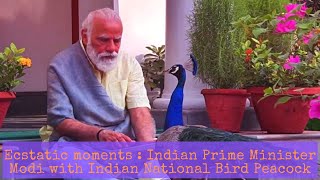 Amazing Moments : Prime Minister Narendra Modi's daily tryst with Indian National Birds - Peackocks