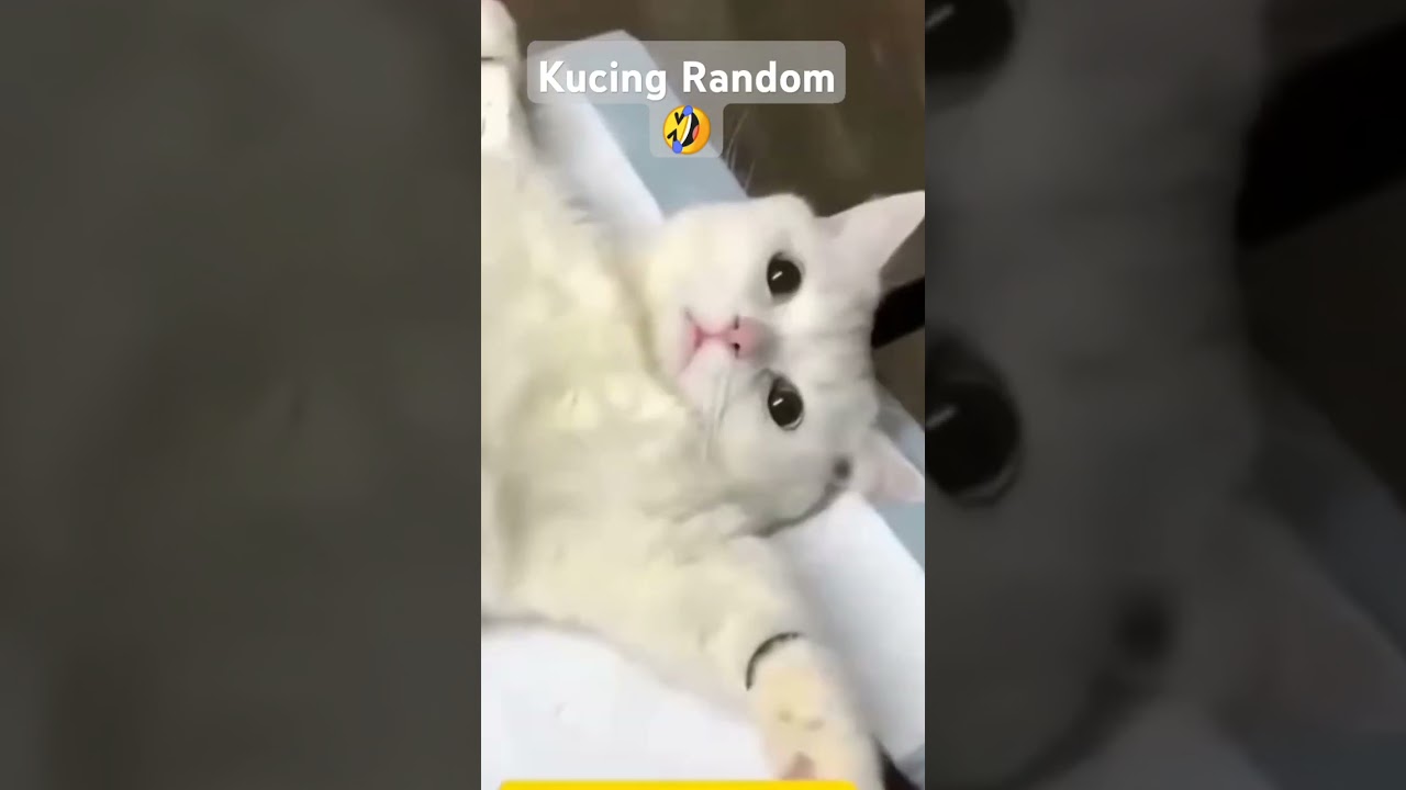 #kucinglucu #funny #shortvideo