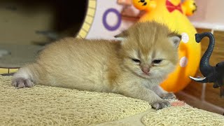 Sister cat and baby kittens funny playing by BoBo & BunBun 1,302 views 1 year ago 6 minutes, 53 seconds